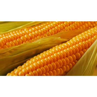 Yellow Corn (Russia Origin)