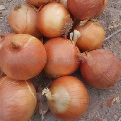 Fresh Onion Yellow - Red