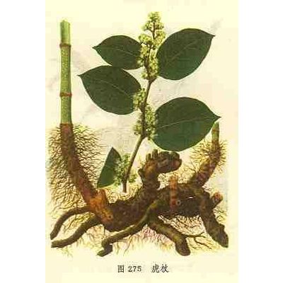 Giant Knotweed Extract - Huacheng Biotech Inc