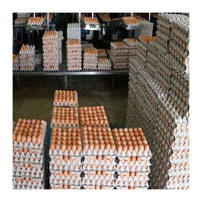 100% Brown Chicken Table Eggs
