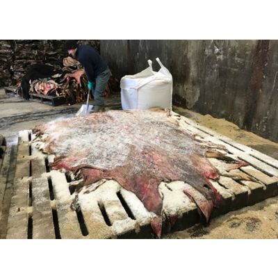 Quality Raw Wet Salted Cow Hides