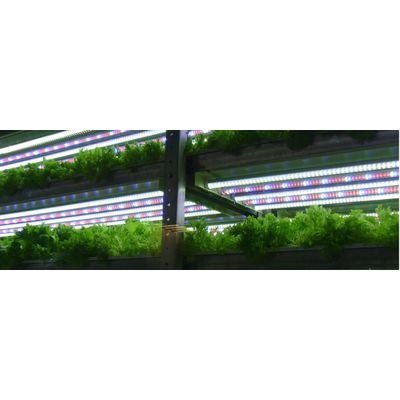 Plants Growing LED
