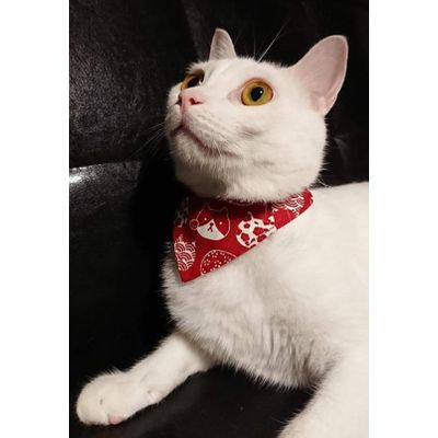 Japan Brand "COCOLUCK" Lovely Design Cat Bandana and Various Accessories
