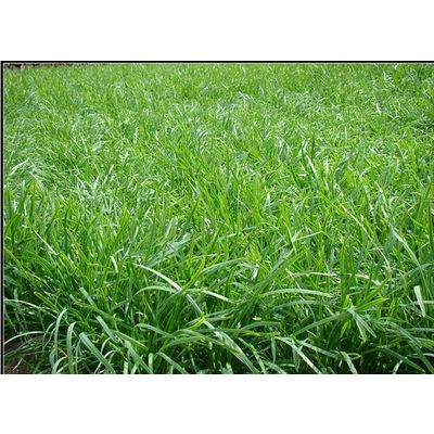 lemongrass oil/high quality essential oil/pure nature plant extract
