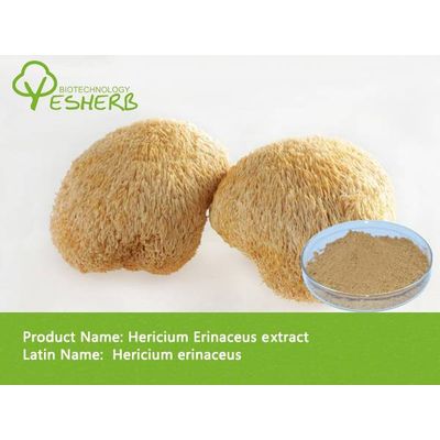 free sample high quality Hericium Erinaceus Powder