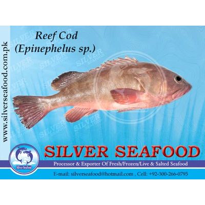 Reef Cod,Grouper
