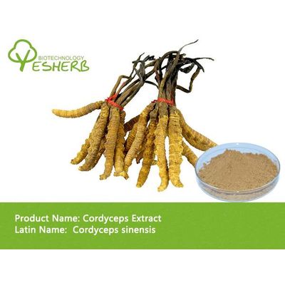 free sample high quality Cordyceps Extract