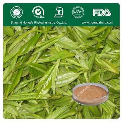 Green Tea Extract 100%pure powder TP 98%