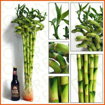 Lucky Bamboo Spiral// Cuely Dracaena Sanderiana Indoor house plants)