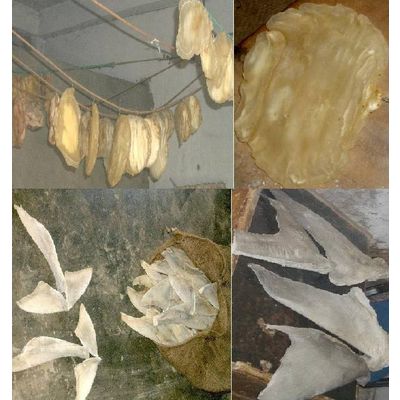 Dried Fish Maws & Sharkfin