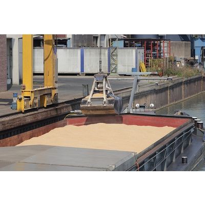 Milling Wheat FOB Russia