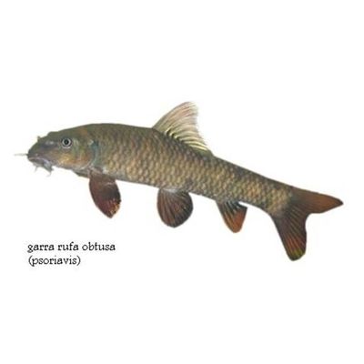 Garra Rufa  Doctor Fish
