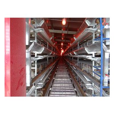 Automatic Layer Chicken Cages