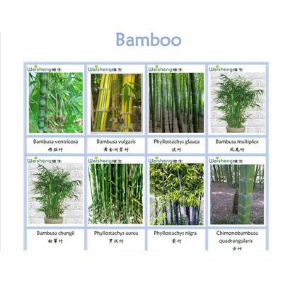 All Kinds of Nature Bamboo