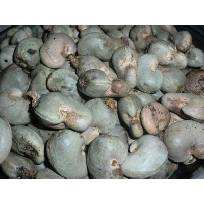Raw Cashew Nut in Shell