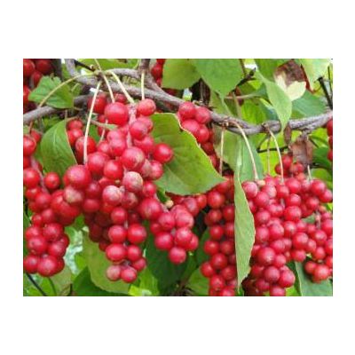 Schisandra Berries Extract