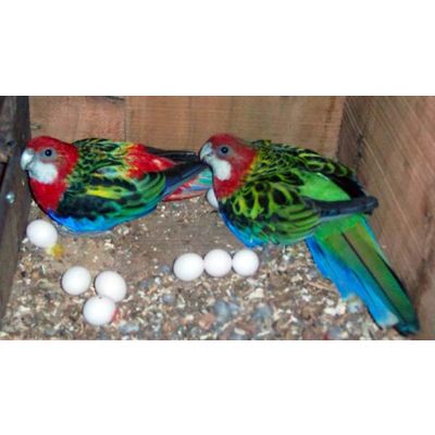 Healthy Parrots, macaws,cockatoos, African Grey parrots, live birds