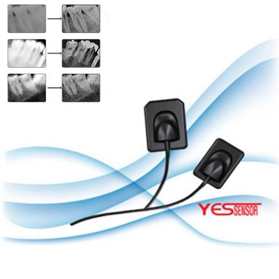 Yes Brand Medical Dental Digital Intraoral Sensor Made in Korea