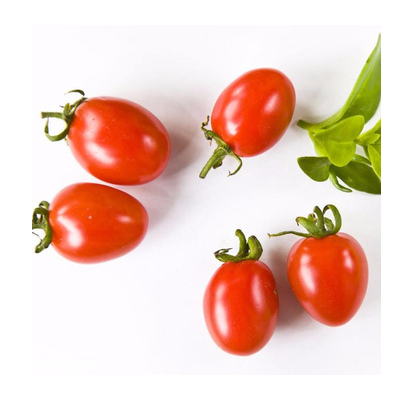 fi hybrid red tomato greenhouse seed for sale SXTS2008