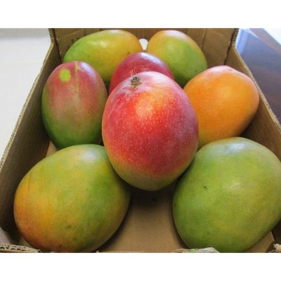 Premium Quality 2021 Fresh Mango