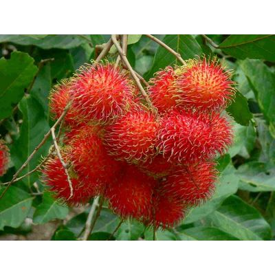 High Quality Tropical Fruits From Vietnam - Fresh Sweet Rambutan Fruit