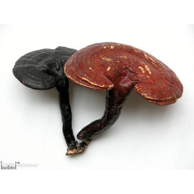 Reishi Mushroom extract
