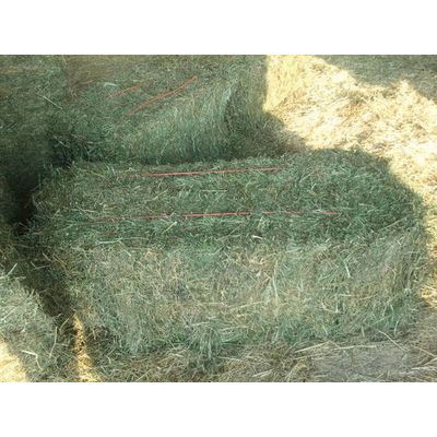 High Quality Green Alfalfa Hay