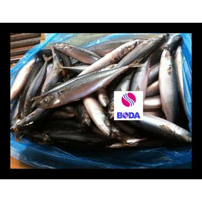 Frozen Whole Round Pacific Chub Mackerel Scomber Japonicus Size