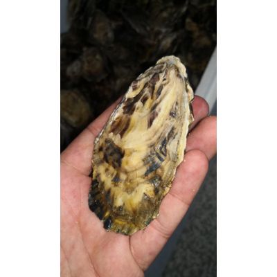 Cocktail oyster