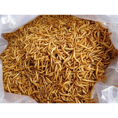 Wholesale dried Meal Worms/Mealworms for Poultry feed animal food