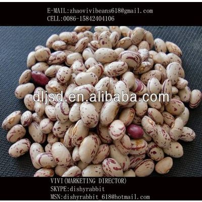 Chinese light speckled kidney beans AMERICAN ROUND