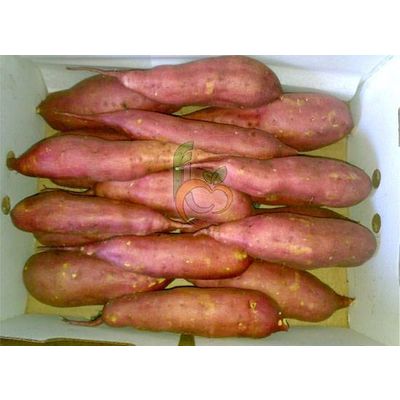 fresh Sweet Potatoes by Fruit Link