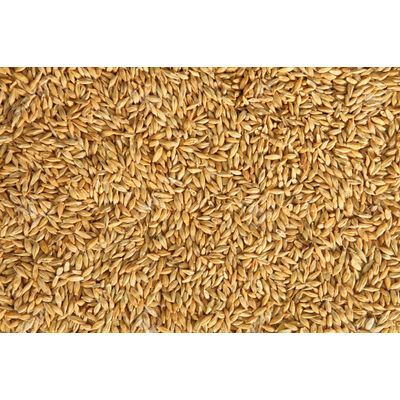 100% Organic High Nutritious Barley Seeds for Bulk Purchase