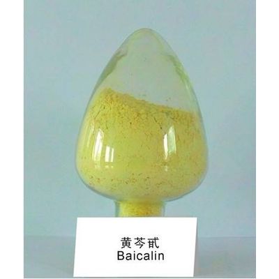 Baicalin Extracted from Scutellaria baicalensis Georgi