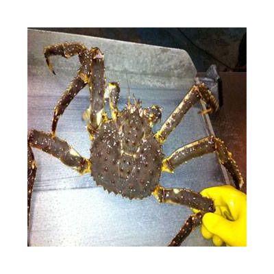 live red king crab