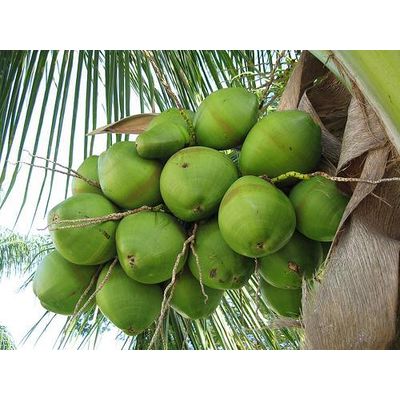 Vietnam Coconuts Fruits