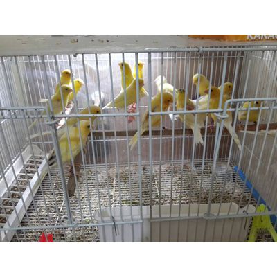 Live Canary birds cage,Red factor,Yorkshire Canary,Lancahire Canaryin cage,Goldfinches, Finches,Goul