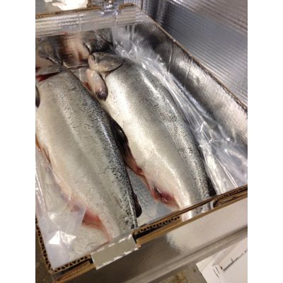 Fresh and Frozen Atlantic Salmon Fish