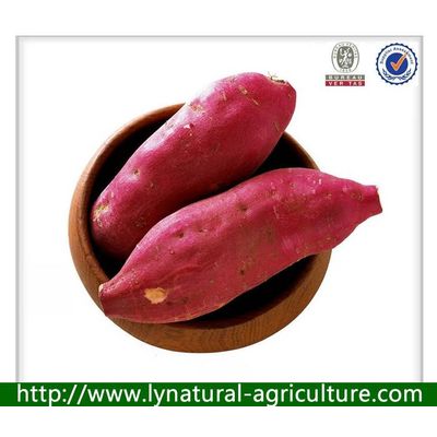 2013 China Natrural Sweet Potato For Sale