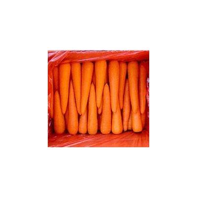 Fresh Carrot  Carrot