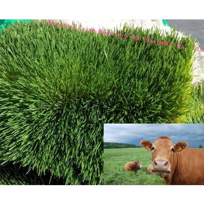 Trade Assurance automatic cattle green fodder growing machine