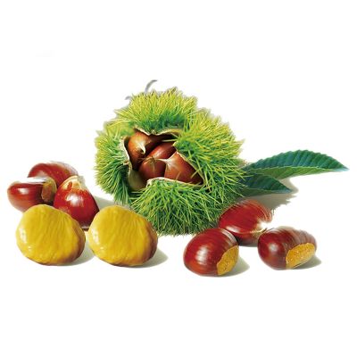 2021 New Crop Organic Sweet Fresh Chestnuts