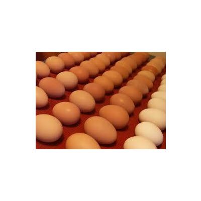 Brown chicken eggs (competitive price)