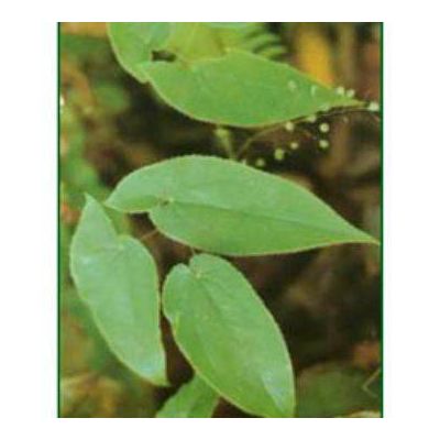 the biggest producer of Epimedium Herb Extract in China