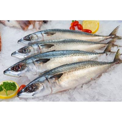 Frozen seafood and fish frozen mackerel