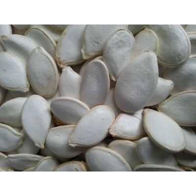 Snow white pumpkin seeds in shell, China origin