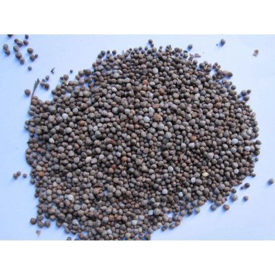 perilla frutescens seed, perilla seeds, White Perilla Seeds, Brown Perilla Seeds,Purple Perilla Seed