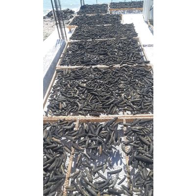 Sea Cucumbers Frozen or Dried