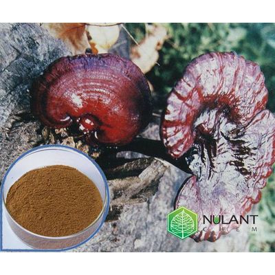 Reishi Mushroom extract 40% Polysaccharides
