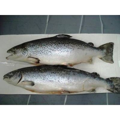 Frozen Whole Round Atlantic Salmon Fish